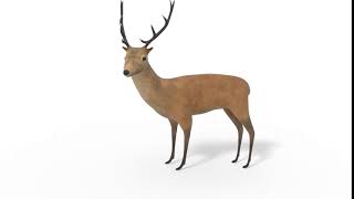 Deer Idle Animation