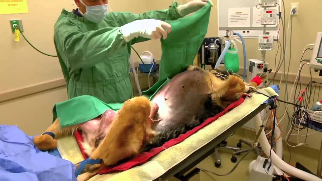 Milwaukee Emergency Center for Animals Reality Show 21 YouTube