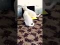 Cute Cat 😺#shorts #youtubeshorts #youtube #cat #cute