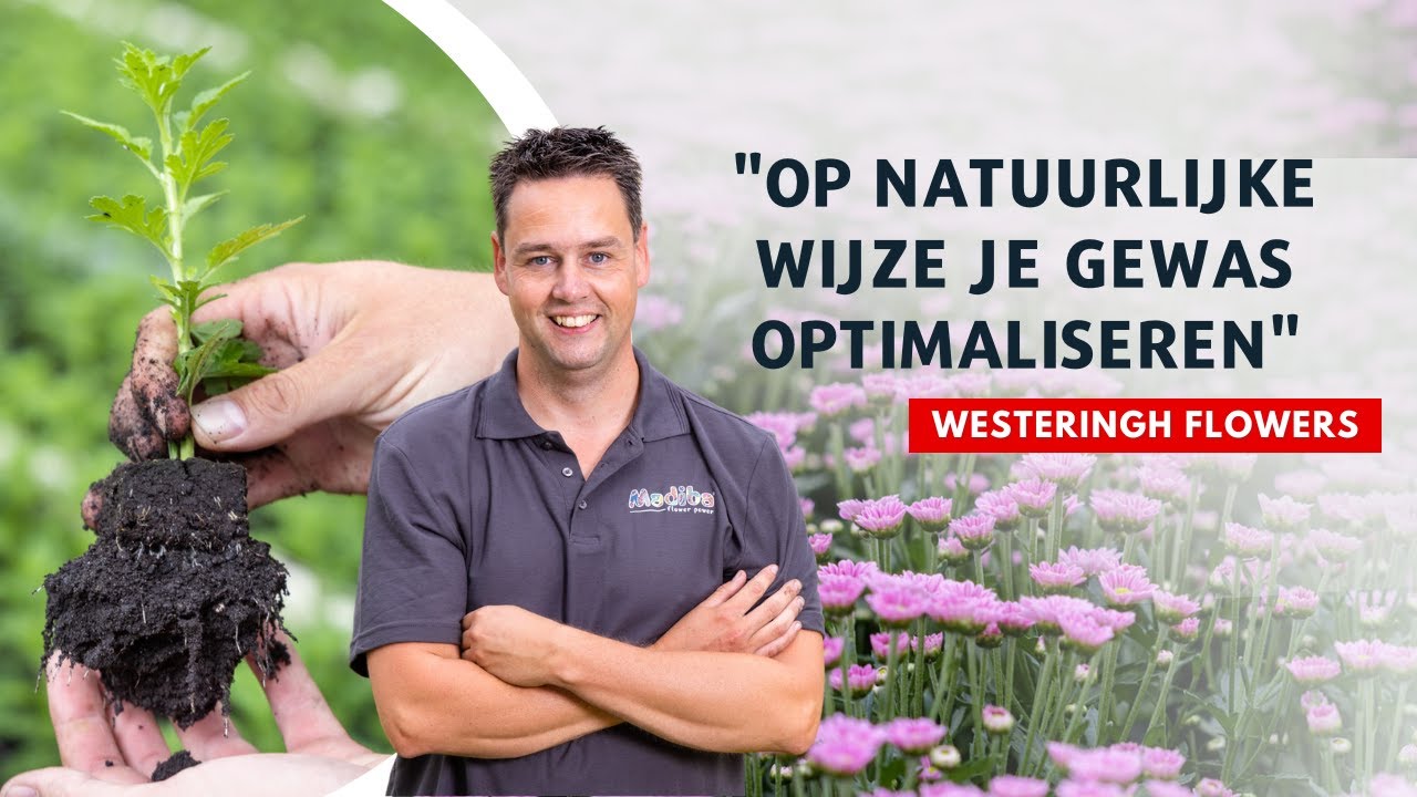 Weerbaar telen in Chrysant bij Westeringh Flowers | Wortelknobbelaal onder controle met CropTimize