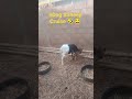 #dog Disturbing #sheep