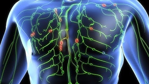 HOW IT WORKS: The Lymphatic System