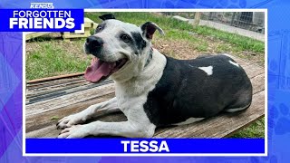 Senior dog named Tessa loves long walks and kids | Forgotten Friends