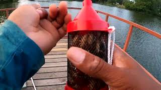 Open Water Bluegill Fishing With Crickets