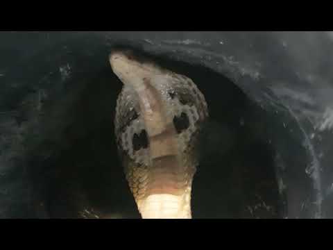 Young Cobra snake in the drain.
