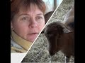 Результаты лечения и новости про коз