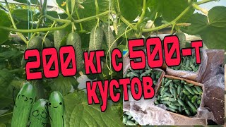 Сколько огурцов можно собрать с 500 кустов?