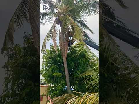 tree cutting 4