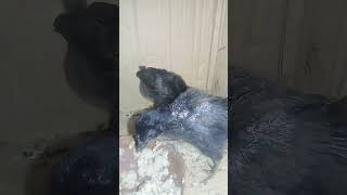 Mychickshasbi Rubbisami Yusufplease Like And Follow This Chick Andvideo