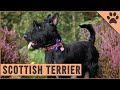 Scottish Terrier - Dog Breed Information の動画、YouTube動画。