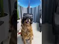 犬にVR動画見せてみた　ras #shorts