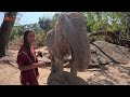 Santuário na Tailândia | Fui atacado por um elefante CUIDADO!