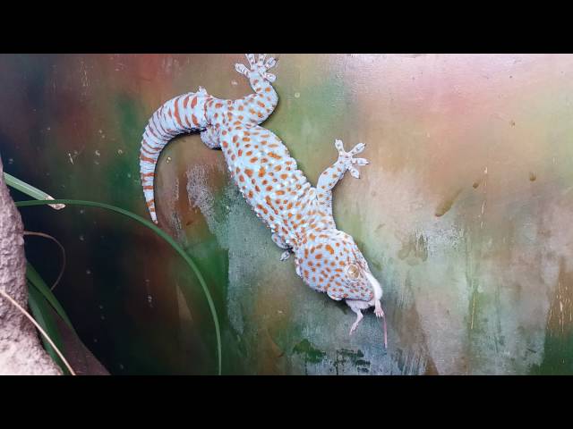 Gecko Tokay - Live feeding