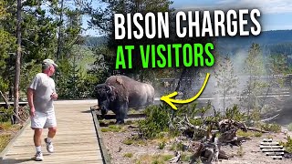 A Bison in a Park Slowly Charges Towards Nearby Visitors as Guy Attempts to Move Away