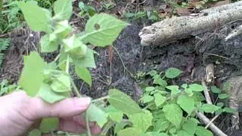 Is Physalis poisonous?