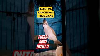 pancingan trucukan gacor | suara trucukan memanggil kawanan #trucukan #suaratrucukan