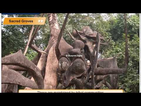 Video: Vad är Marie's Sacred Groves?
