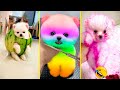 Cute pomeranian puppies doing funny things 2024  cute and funny dogs 1