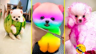 Cute Pomeranian Puppies Doing Funny Things 2024 - Cute and Funny Dogs #1