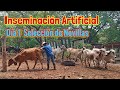 Proceso de Inseminación Artificial Dia 1 Selección de Novillas