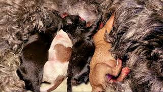 Newborn Maltese-Shih tzu Puppies