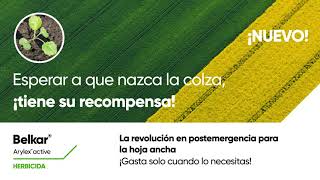 Belkar®, la revolución en el control de hoja ancha de colza