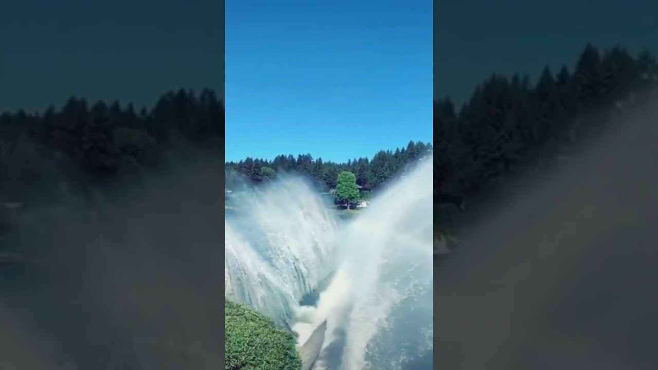 Tree falling in a lake then reverses 🌲🌲 