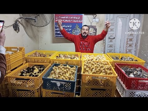 انخفاض سعر الكتكوت الابيض اليوم اسعار الكتاكيت والبط اليوم في معمل البرماوى 5 20