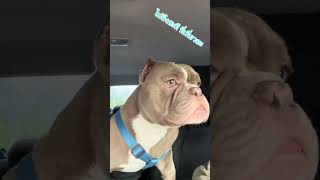 พ่อหลงอะป่าว #อเมริกันบูลลี่ #americanbully #สัตร์เลี้ยง