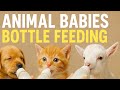 Adorable Animal Babies Feeding Time￼!