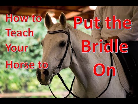 How to Teach Your Horse to put on the Bridle