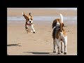 Funny And Cute Beagle Puppies Compilation #2 - Cutest Beagle Puppy