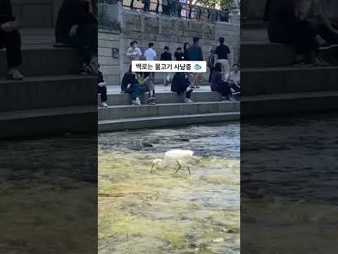 ㄴr는 ㄱr끔 ㅅr냥을 한ㄷr… 청계천에서 🐟