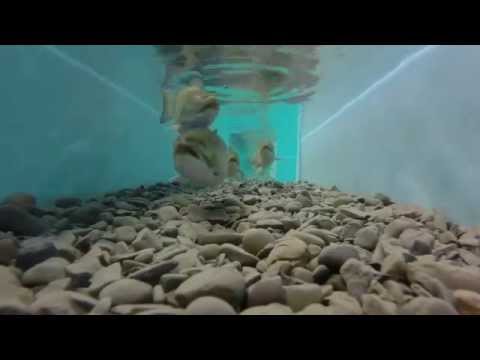 Brook trout in the Experimental Stream Lab