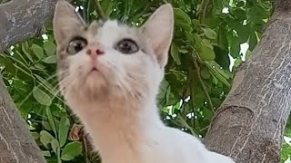 #cute #pets #dog #cat #kitten #jump #love #play #relaxing #viral #video#animals#youtube#trending#diy