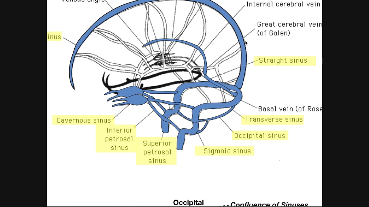 Cranial Sinuses Anatomy Ordered Flow Of Venous Blood Youtube