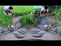 [ Fishng Amazing ] Top3 Amazing Walked Find Fishing At Rice Field - Unbelievable Many Fish In Mud