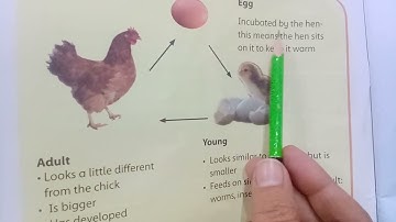 Oxford Supplementary Reading Material Understanding Stem Grade 3  Life Cycles of Plants and Animals