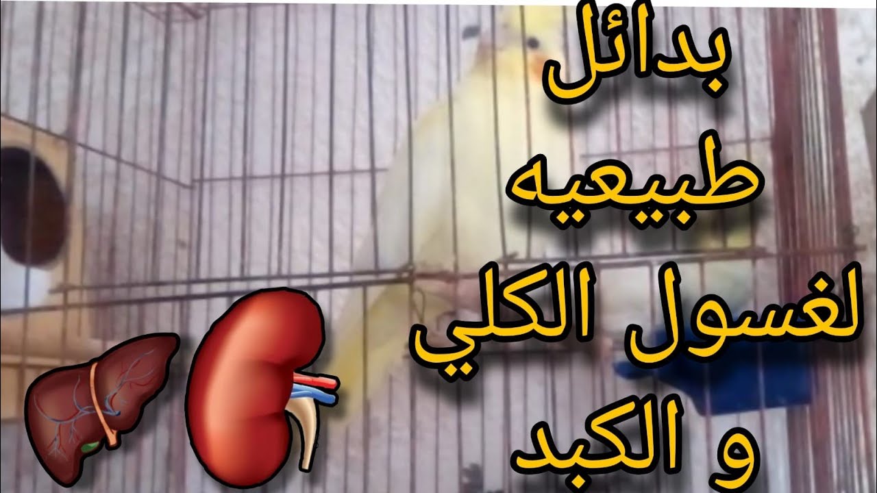افضل البدائل الطبيعية لغسول الكلى ومنشط لكبد طيور الزينة
