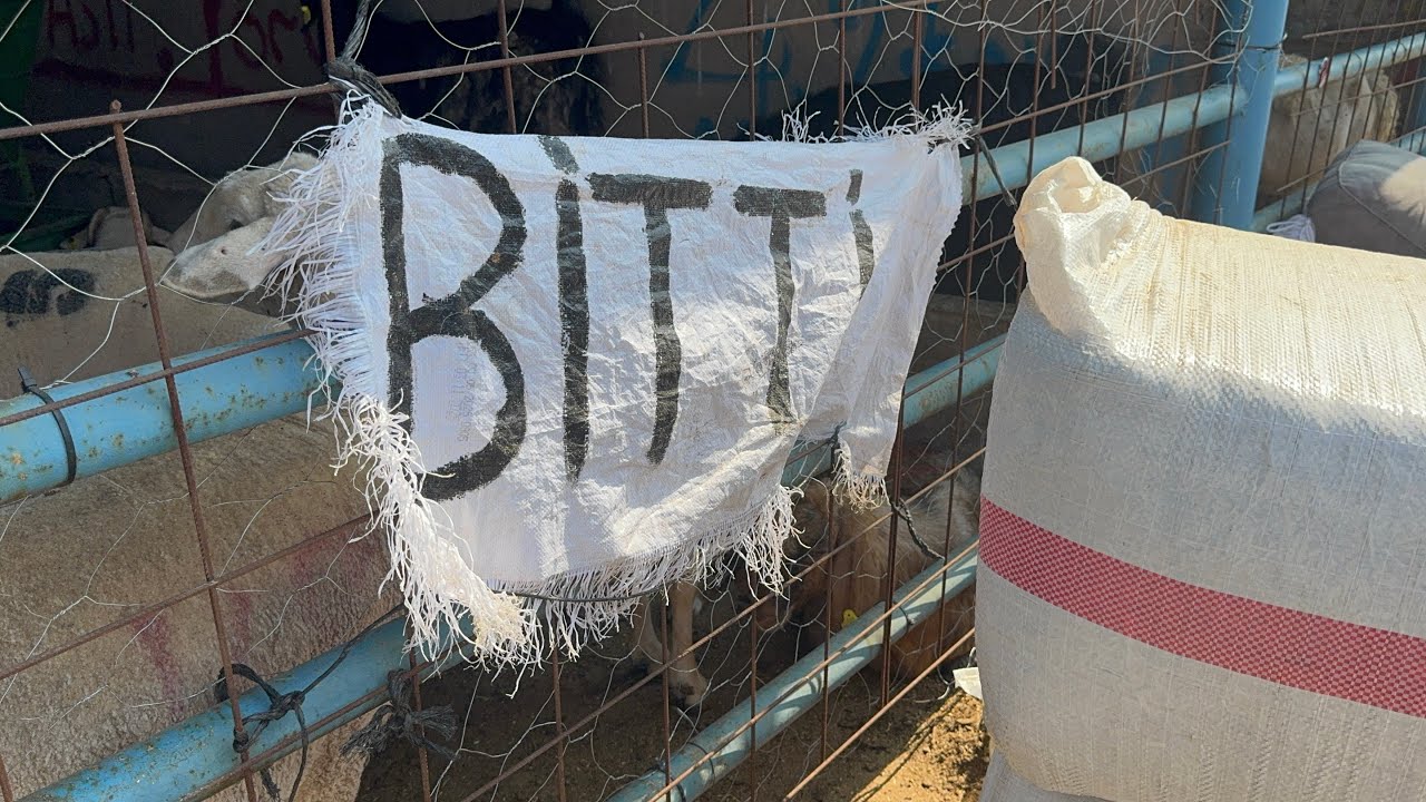 İsabey kurban pazarı Bursa