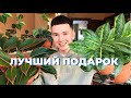 ТОП 10 Комнатных Растений для Идеального Подарка