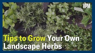 Herbs and Landscape Gardens