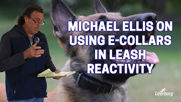 Michael Ellis on Using E-Collars in Leash Reactivity
