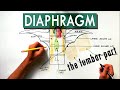 Diaphragm - The lumbar part | Anatomy Tutorial