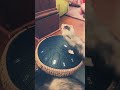 Ferrets Meet the Steel Tongue Drum for the First Time 🐾🥁😲 #ferrets #cute #pets #shorts #drums