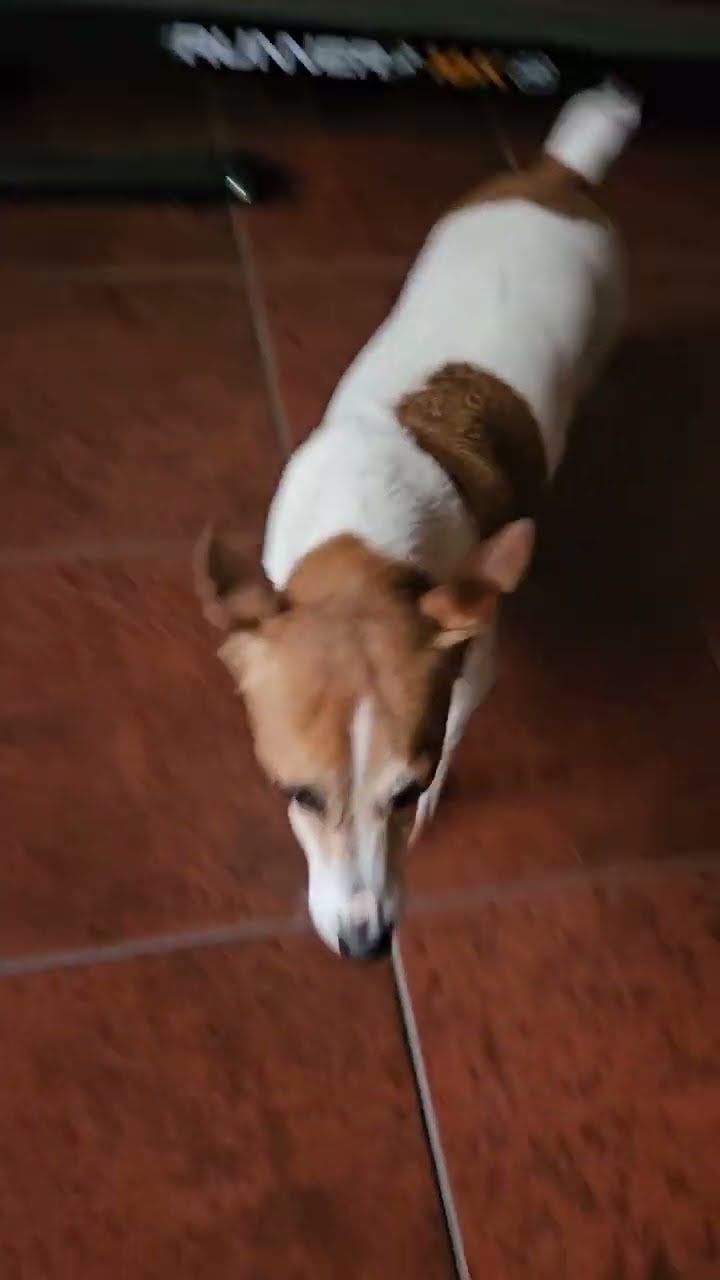 Jack Russell Juana Loves Treadmill || ViralHog