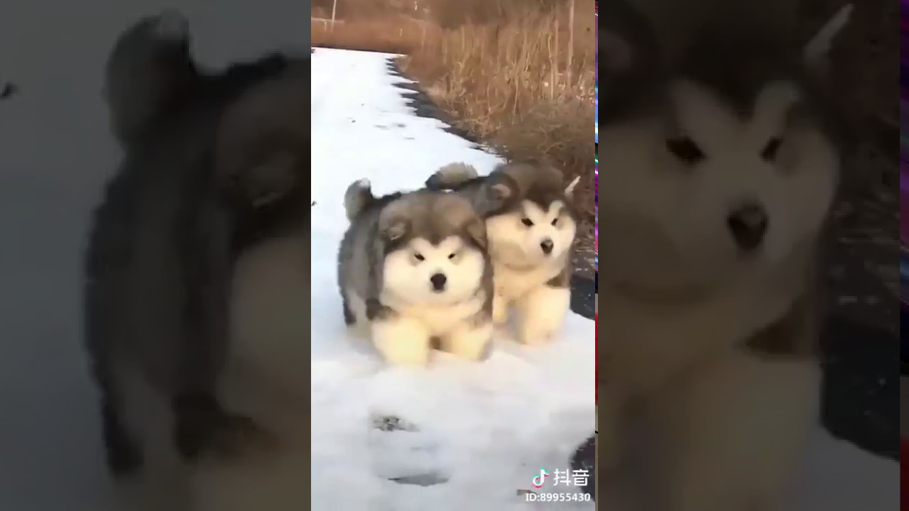 big fat fluffy dogs