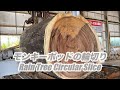 モンキーポットの輪切りの製材です。輪切りは可愛いでしょう。Rain Tree Circular Slice!!