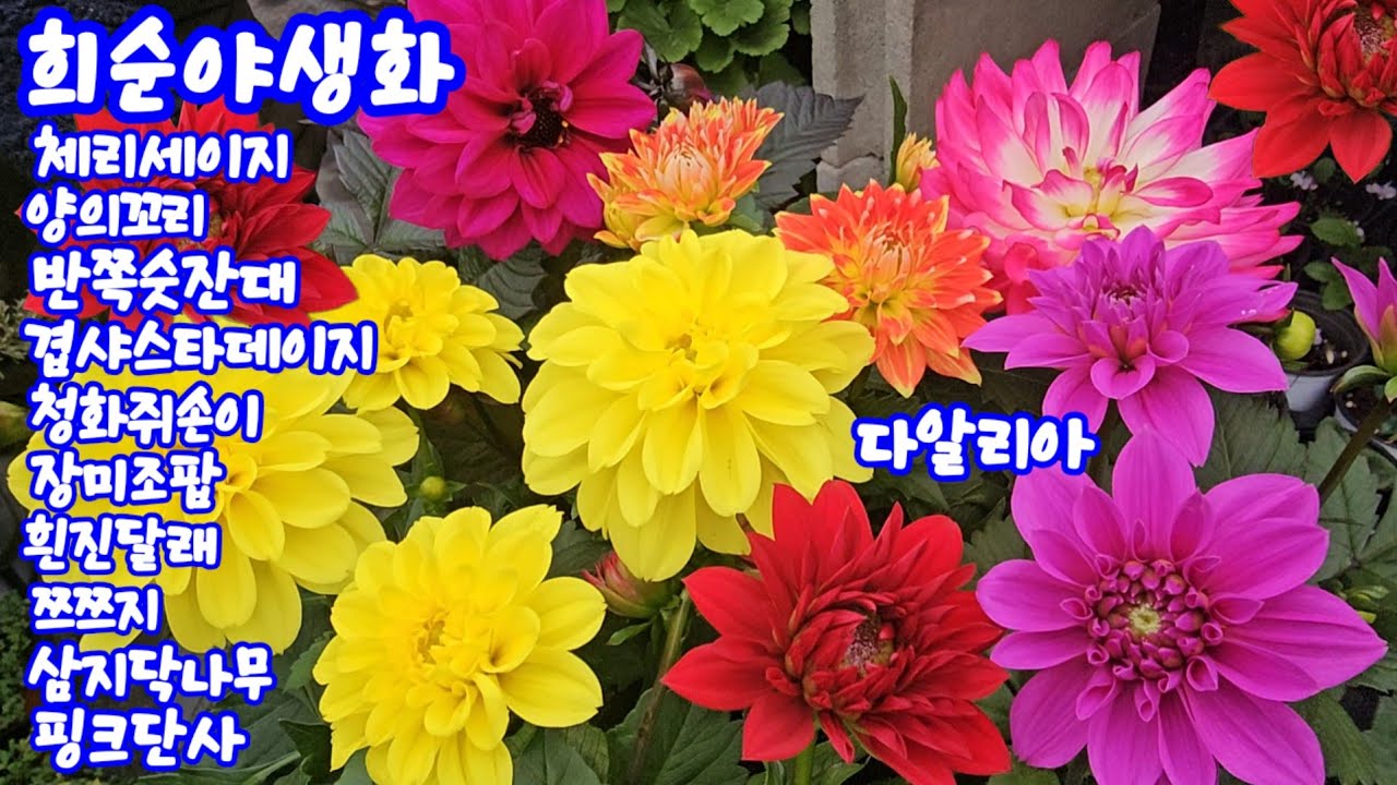 #희순야생화#폴리아나앵초#금어초#양의꼬리#반쪽숫잔대#실잔대#덩굴장구채#설유화#옥매#엑스바리#일본인동#팥꽃#좀히어리#사자두단풍#핑크단사#토종작약#목단#연꽃다알리아