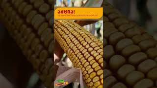 DEKALB-ის სიმინდი: ფერმერების შეფასებები და აქცია აგროსფეროსგან! 🌽